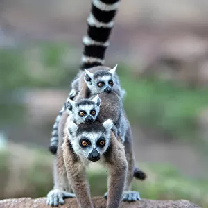 Ring-tailed lemur (Lemur catta) female carrying two babies. Anjaha Community Conservation Site, near Ambalavao, Madagascar