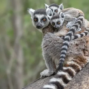 Ring-tailed lemur female carrying two babies Print Ring-tailed lemur female carrying two babies Print