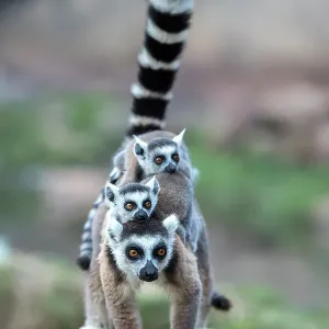 Ring-tailed lemur mother with two infants, Print Ring-tailed lemur mother with two infants, Print