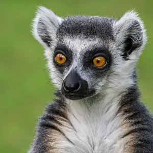 Ring-tailed lemur head portrait print Ring-tailed lemur head portrait print