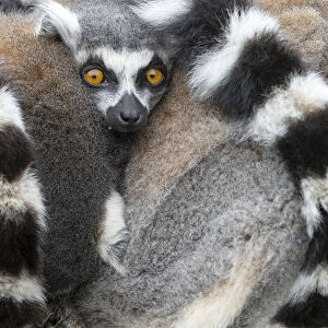 Ring-tailed lemur (Lemur catta) two huddled together for warmth. Captive