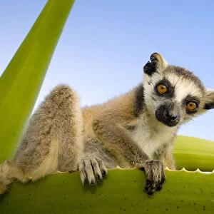 Ring-tailed lemur (Lemur catta) looking down from large spiney plant, Itampolo