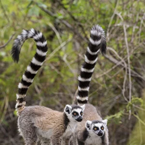 Ring tailed lemur (Lemur catta) pair on rocky outcrop, Anja Community Reserve, Ambalavao