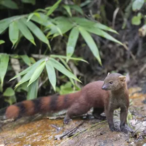 Ring-tailed Mongoose Print, Galidia elegans Ring-tailed Mongoose Print, Galidia elegans