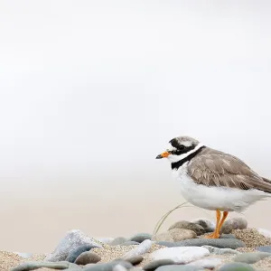 Ringed plover (Charadrius hiaticula) on pebble beach, Wales, UK July Ringed plover (Charadrius hiaticula) on pebble beach, Wales, UK July