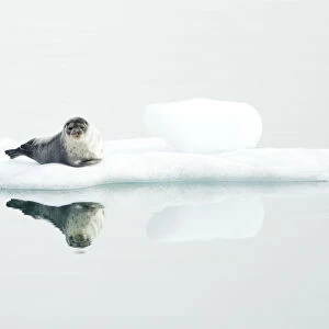 Ringed seal (Pusa hispida) resting on ice, reflected in water. Svalbard, Norway. July