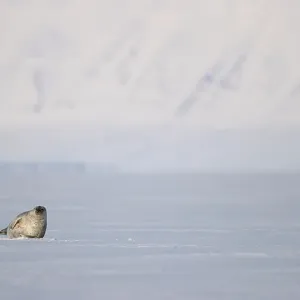 Ringed seal (Pusa hispida) resting on ice, Svalbard, Norway. April Ringed seal (Pusa hispida) resting on ice, Svalbard, Norway. April