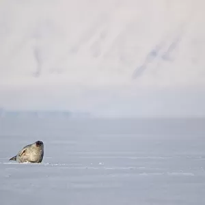 Ringed seal (Pusa hispida) resting on ice, Svalbard, Norway. April