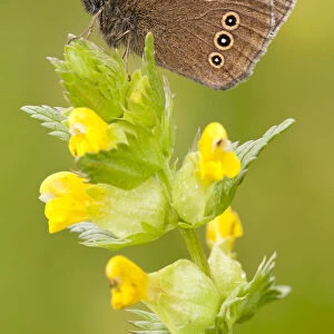 Ringlet butterfly {Aphantopus hyperantus} resting on yellow rattle flowers, Denmark Farm