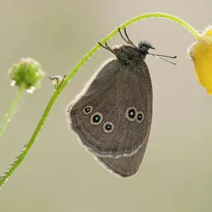Ringlet butterfly {Aphantopus hyperantus} resting on buttercup, Denmark Farm, Lampeter, Wales, UK. June Ringlet butterfly {Aphantopus hyperantus} resting on buttercup, Denmark Farm, Lampeter, Wales, UK. June