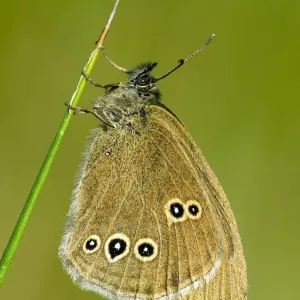 Ringlet butterfly (Aphantopus hyperantus) roosting in early morning sun, Hertfordshire Ringlet butterfly (Aphantopus hyperantus) roosting in early morning sun, Hertfordshire