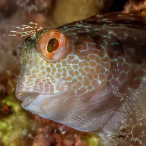 Ringneck blenny (Parablennius pilicornis) head portrait, Marine Protected area Punta Campanella, Costa Amalfitana, Italy, Tyrrhenian Sea Ringneck blenny (Parablennius pilicornis) head portrait, Marine Protected area Punta Campanella, Costa Amalfitana, Italy, Tyrrhenian Sea