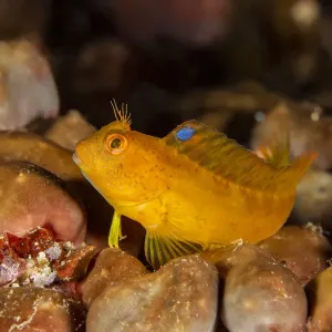 Ringneck blenny (Parablennius pilicornis) Vervece rock, Punta Campanella Marine Ringneck blenny (Parablennius pilicornis) Vervece rock, Punta Campanella Marine