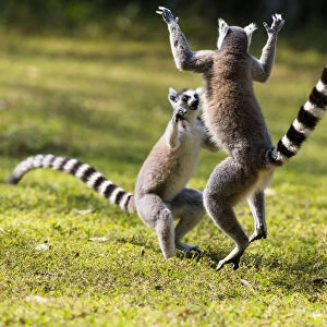 Ringtailed Lemurs playing (Lemur catta) Nahampoana Reserve, South Madagascar, Africa