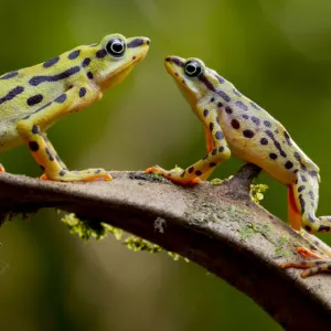 Rio pescado harlequin toad (Atelopus balios) pair on branch, female on the left, Azuay