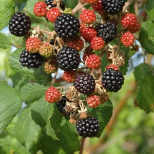 Ripening blackberries on Bramble bush (Rubus plicatus) Somerset, UK