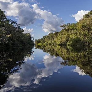 River in Amazon rainforest with reflections in water, Cuyabeno National Park, Sucumbios
