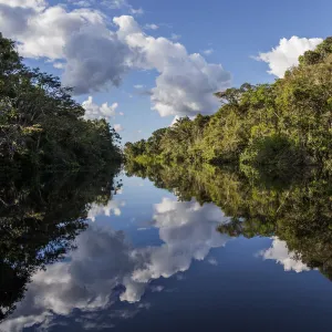 River in Amazon rainforest with reflections in water, Cuyabeno National Park, Sucumbios