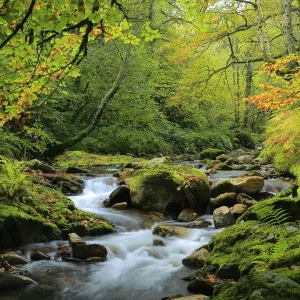 River and beech woodland Print, Muniellos National Park River and beech woodland Print, Muniellos National Park