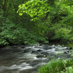 River Cusher Woodland Print