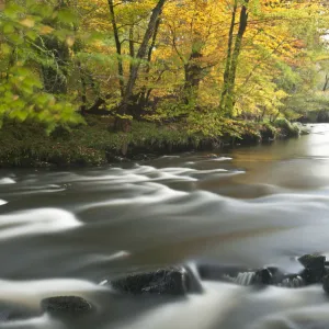 River Dart fringed with Beech trees near Newbridge, Dartmoor, Devon, UK. October 2009