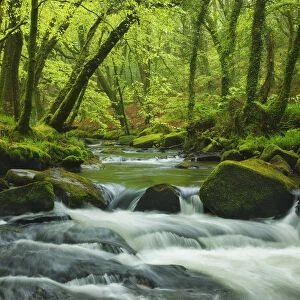 River Fowey flowing through Beech (Fagus sylvatica) woodland, Golitha Falls, Bodmin Moor