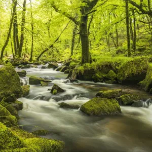 The River Fowey at Golitha Falls surrounded by forest in fresh spring foliage. Cornwall, UK. May