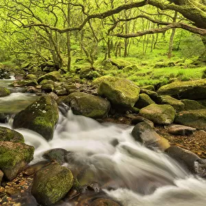 River Plym flowing fast through Dewerstone Wood, Shaugh Prior, Dartmoor National Park, Devon, England, UK. May 2015