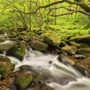 River Plym Print: Fast Flowing through Dewerstone Wood
