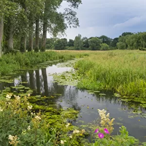River Wensum in summer Norfolk, England, UK. August