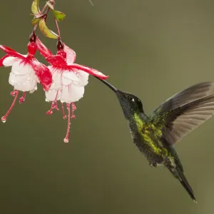 Rivoli's Hummingbird Nectaring on Fuchsia Print Rivoli's Hummingbird Nectaring on Fuchsia Print