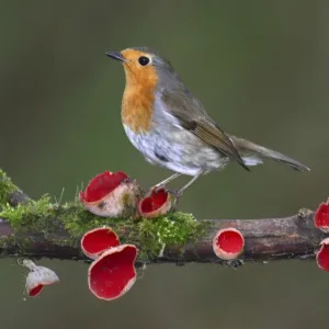 Robin (Erithacus rubecula) on branch with Scarlet elfcup fungus (Sarcoscypha coccinea) spring Robin (Erithacus rubecula) on branch with Scarlet elfcup fungus (Sarcoscypha coccinea) spring