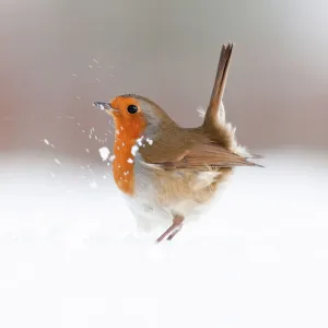 Robin (Erithacus rubecula) displaying in snow, nr Bradworthy, Devon, UK. December 2010