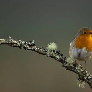 Robin (Erithacus rubecula) perched on a branch, Worcestershire, UK. January