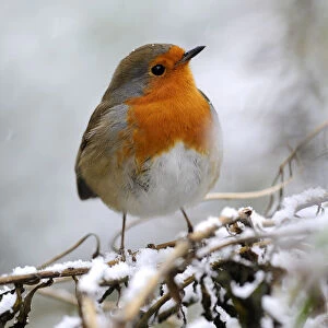Robin (Erithacus rubecula) perched on branch in snow, Broxwater, Cornwall, UK