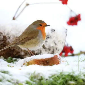 Robin (Erithacus rubecula) perched on fallen apple in snow, Bishopswood, Somerset, UK. January Robin (Erithacus rubecula) perched on fallen apple in snow, Bishopswood, Somerset, UK. January