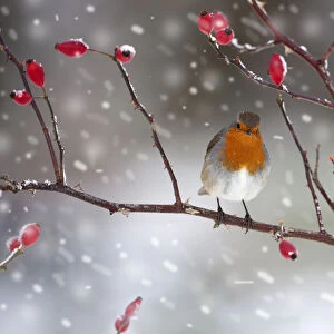Robin (Erithacus rubecula) perched on rosehip branch during snowfall. UK, December