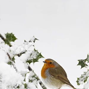 Robin (Erithacus rubecula) perched on snow covered Holly, Wales, UK
