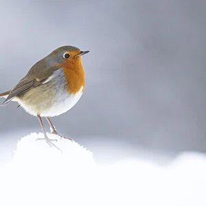 Robin (Erithacus rubecula) perched in winter snow, Cairngorms National Park, Scotland, UK. January
