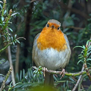 Robin (Erithacus rubecula) perched in Yew (Taxus baccata) hedge in winter, Norfolk, UK. January