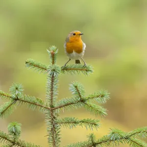 Robin (Erithacus rubecula) portrait on (Pinus sp), Black Isle, Scotland, UK March Robin (Erithacus rubecula) portrait on (Pinus sp), Black Isle, Scotland, UK March
