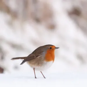Robin {Erithacus rubecula} in snow, nr Bradworthy, Devon, UK. December 2010 Robin {Erithacus rubecula} in snow, nr Bradworthy, Devon, UK. December 2010