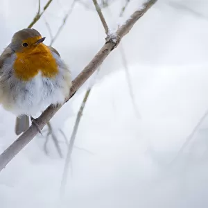 Robin (Erithacus rubecula) in the snow, Broxwater, Cornwall, UK. March