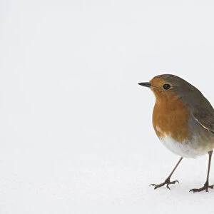 Robin (Erithacus rubecula) Standing in snow, Hertfordshire, ENgland, UK, March