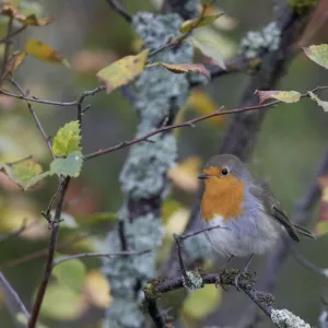 Robin (Erithacus rubecula) Uto Finland September