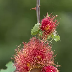 Robins pincushion gall caused by Gall wasp (Diplolepis rosae) on wild Dog rose (Rosa canina)