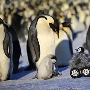Robot disguised as penguin chick investigating Emperor penguin colony