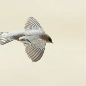 Rock Martin (ptyonoprogne fuligula)in flight, Israel Rock Martin (ptyonoprogne fuligula)in flight, Israel