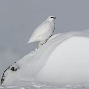 Rock ptarmigan (Lagopus muta) male on snow drift, Taymyr Peninsula, Siberia, Russia