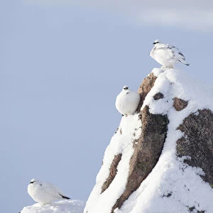 Three Rock ptarmigan (Lagopus mutus) perched on rock, camouflaged against snow in winter plumage